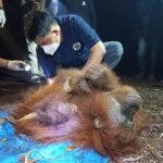 BKSDA selamatkan induk & anak orangutan dari kepungan karhutla Kalteng